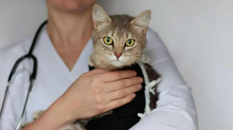 Кастрация кота: за и против, что будет, если этого не сделать, и когда лучше проводить операцию