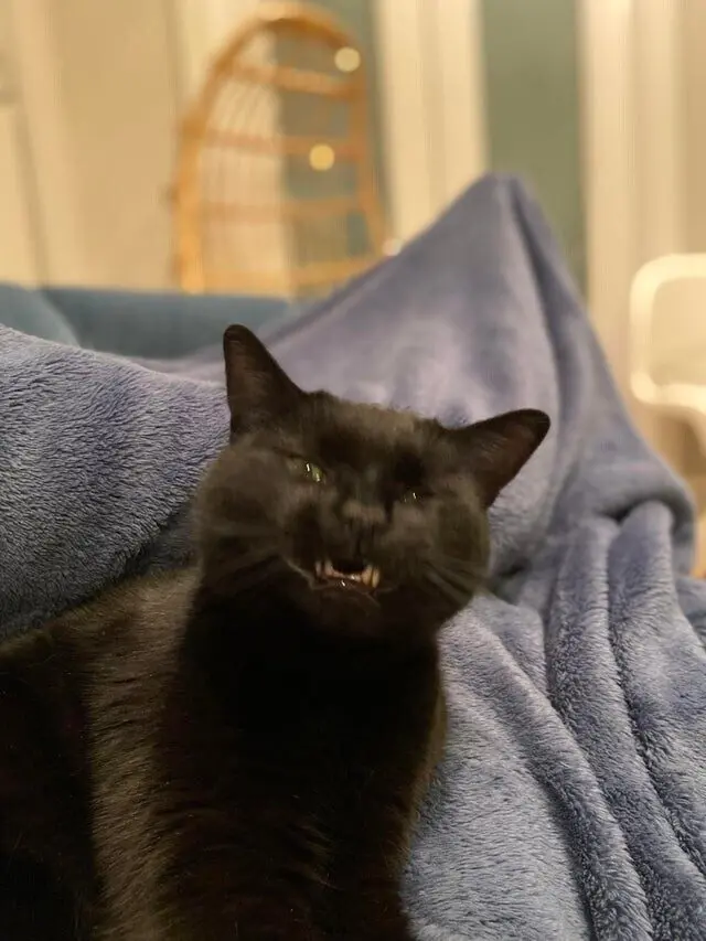 Котики, которые забыли, что такое фотогеничность: 15 кадров с выражением 