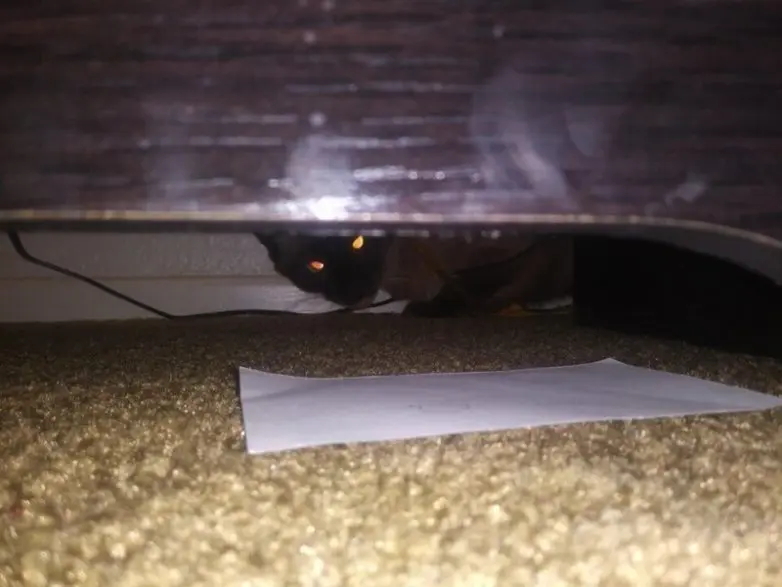 Котики, которые забыли, что такое фотогеничность: 15 кадров с выражением 