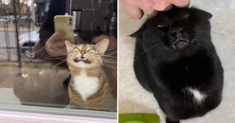 Котики, которые забыли, что такое фотогеничность: 15 кадров с выражением 