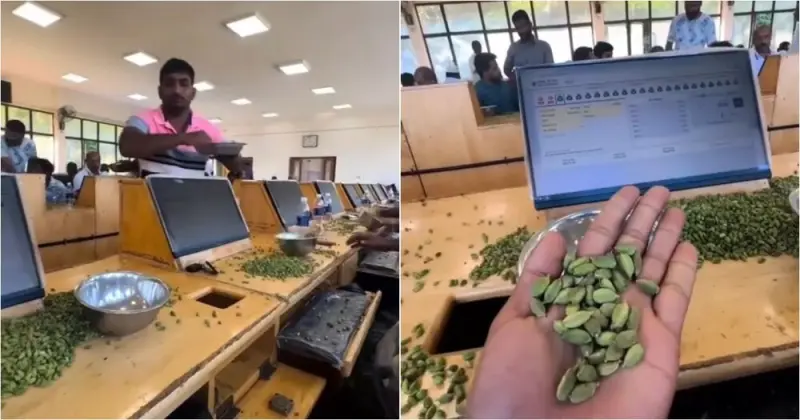 Кардамон летит в толпу: как в Индии проводят аукционы пряностей