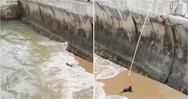 Спасатели выловили из моря перепуганную кошку в Китае