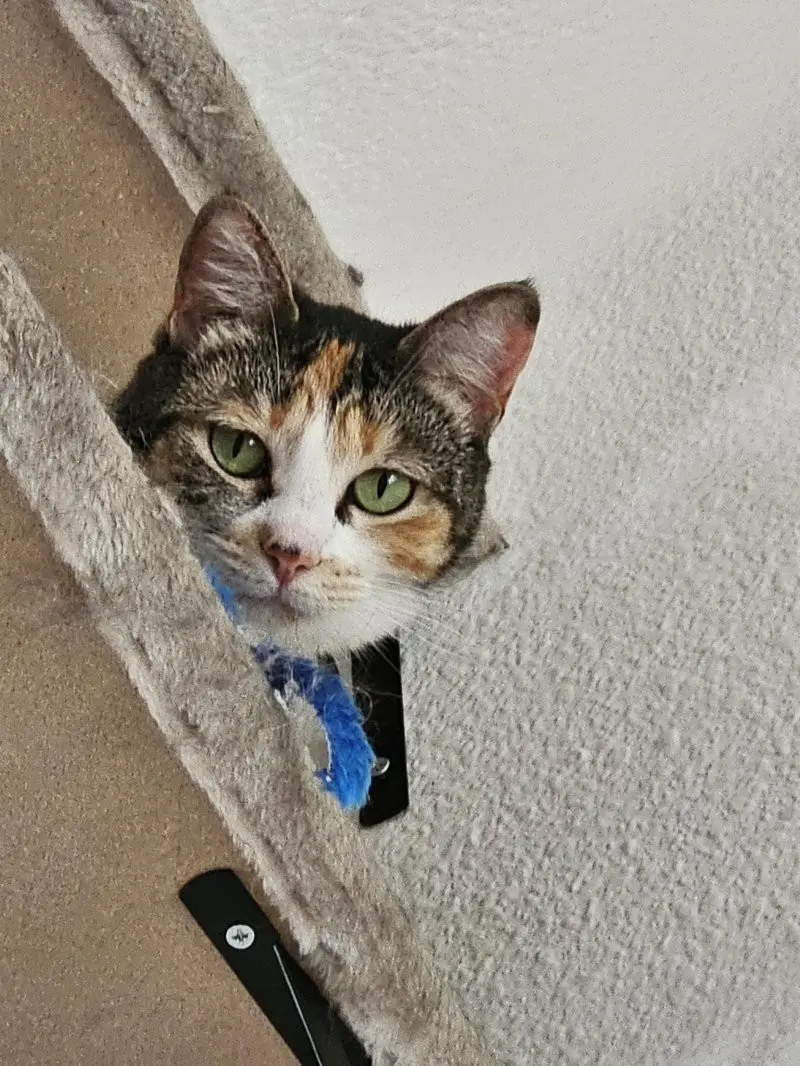 35 кошачьих носов, от которых таешь кошки, носы, подборка, фотографии, животные, милота