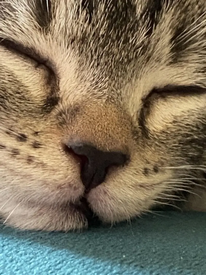 35 кошачьих носов, от которых таешь кошки, носы, подборка, фотографии, животные, милота