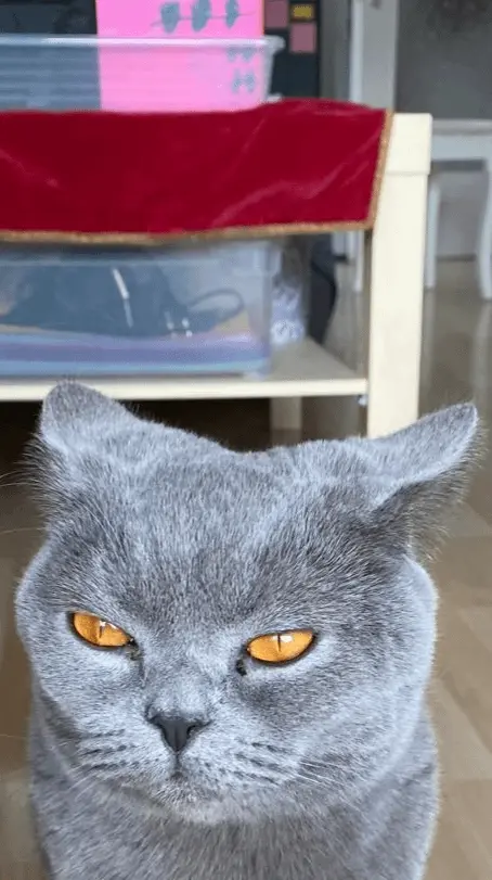 35 кошачьих носов, от которых таешь кошки, носы, подборка, фотографии, животные, милота