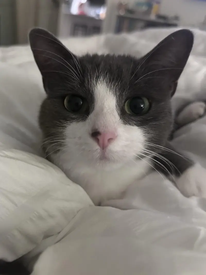 35 кошачьих носов, от которых таешь кошки, носы, подборка, фотографии, животные, милота