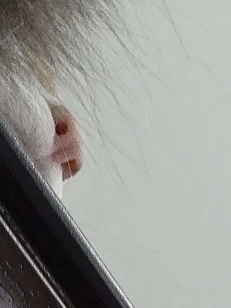 35 кошачьих носов, от которых таешь кошки, носы, подборка, фотографии, животные, милота