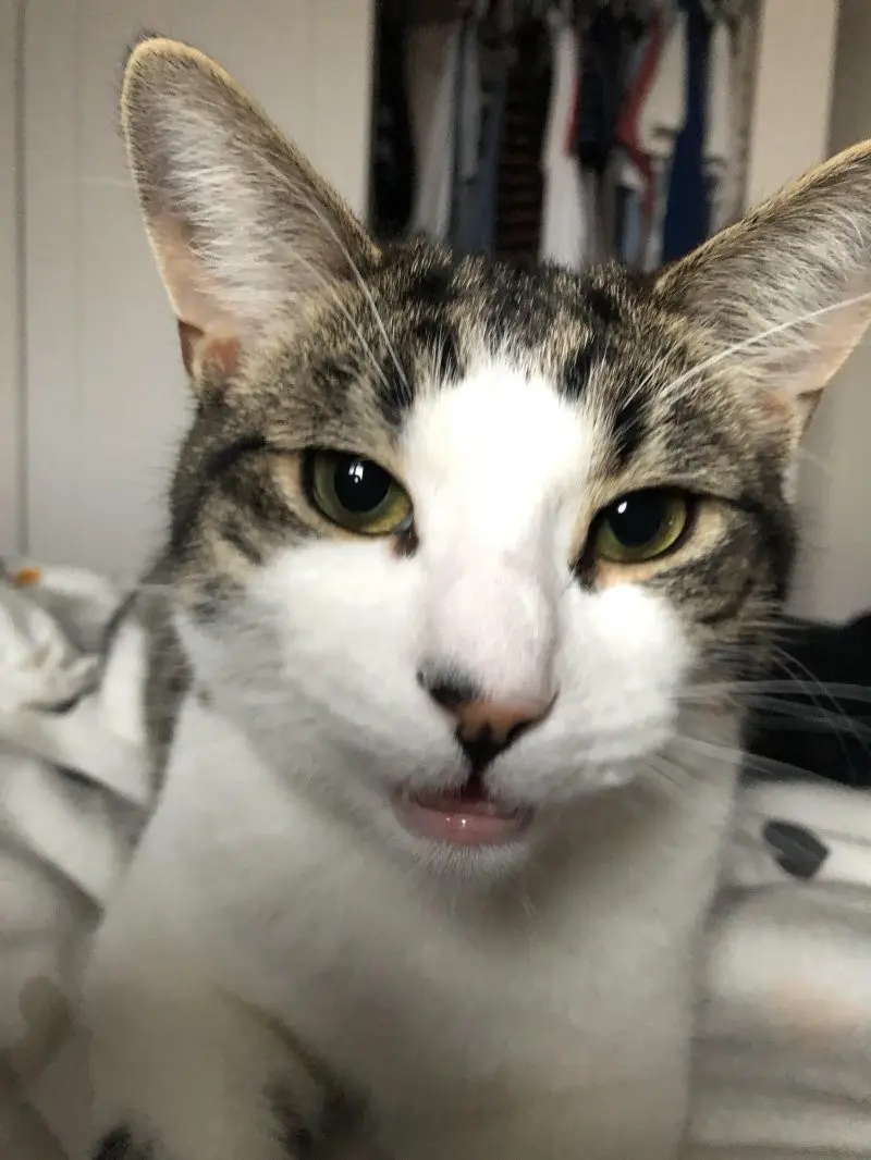 35 кошачьих носов, от которых таешь кошки, носы, подборка, фотографии, животные, милота