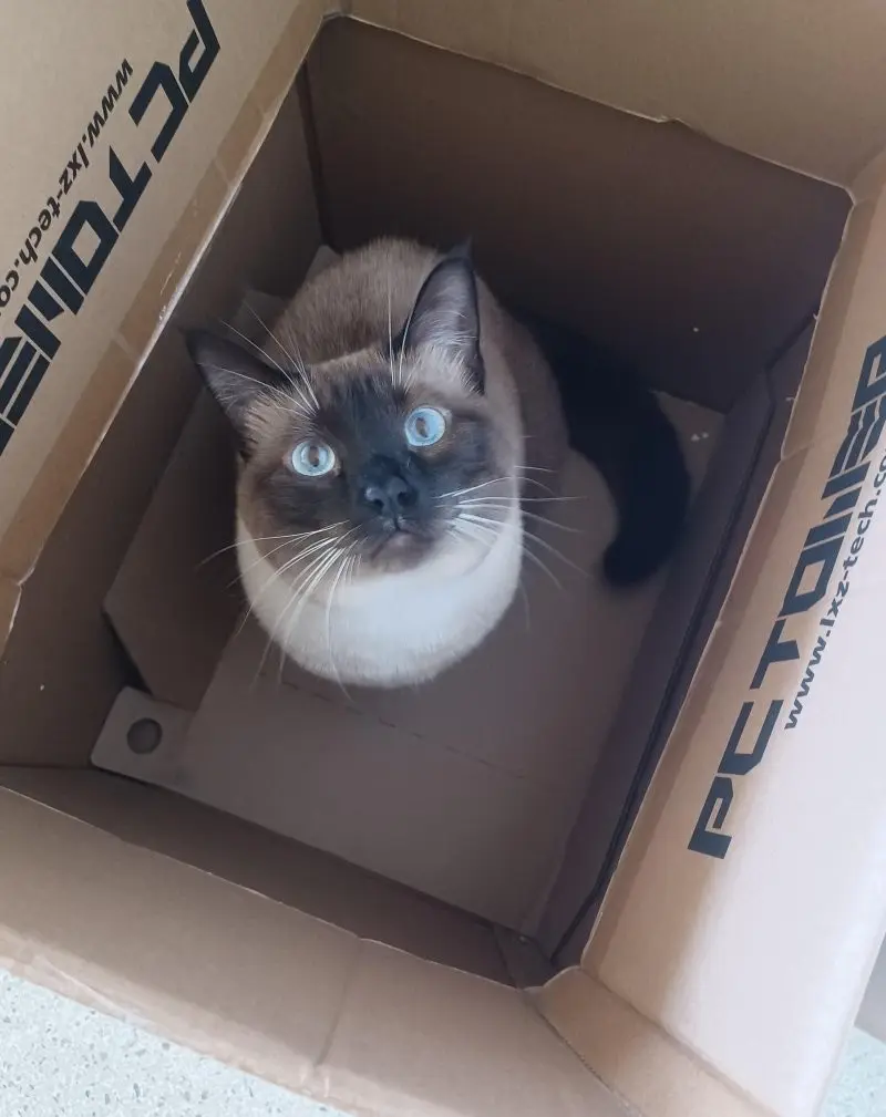 35 кошачьих носов, от которых таешь кошки, носы, подборка, фотографии, животные, милота