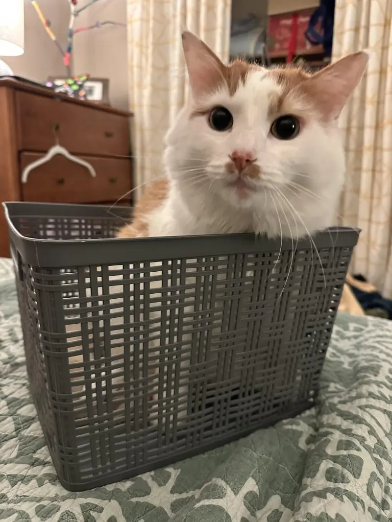 35 кошачьих носов, от которых таешь кошки, носы, подборка, фотографии, животные, милота