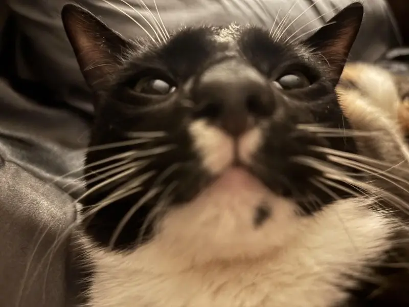 35 кошачьих носов, от которых таешь кошки, носы, подборка, фотографии, животные, милота