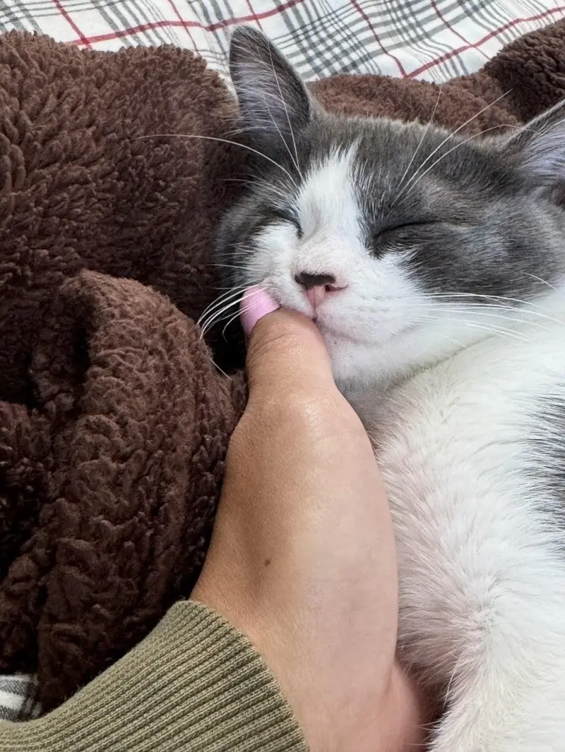 35 кошачьих носов, от которых таешь кошки, носы, подборка, фотографии, животные, милота