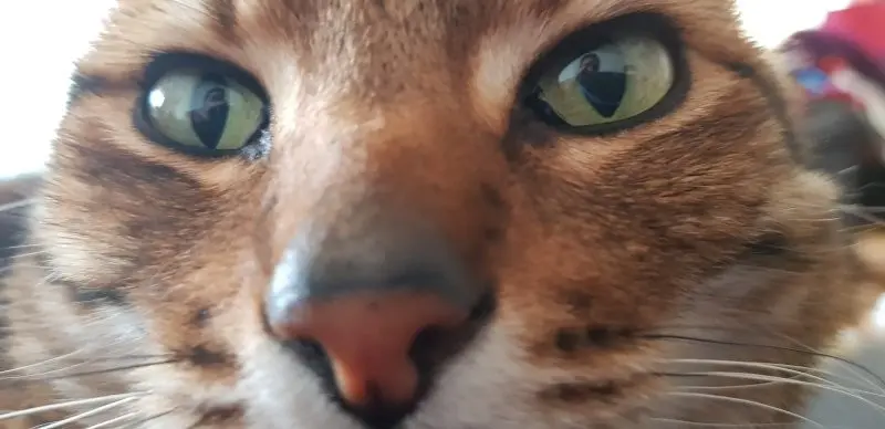 35 кошачьих носов, от которых таешь кошки, носы, подборка, фотографии, животные, милота