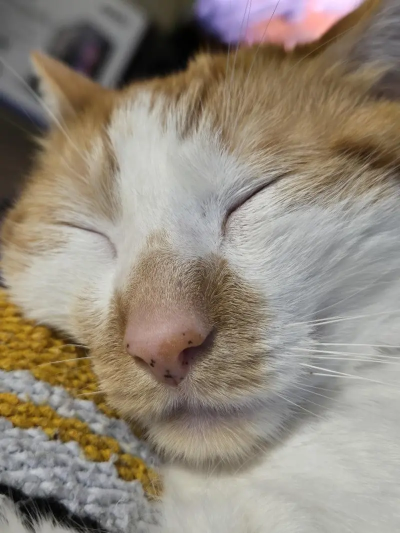 35 кошачьих носов, от которых таешь кошки, носы, подборка, фотографии, животные, милота