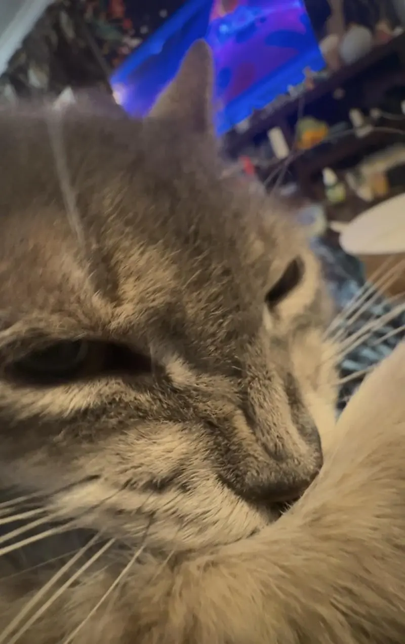 35 кошачьих носов, от которых таешь кошки, носы, подборка, фотографии, животные, милота