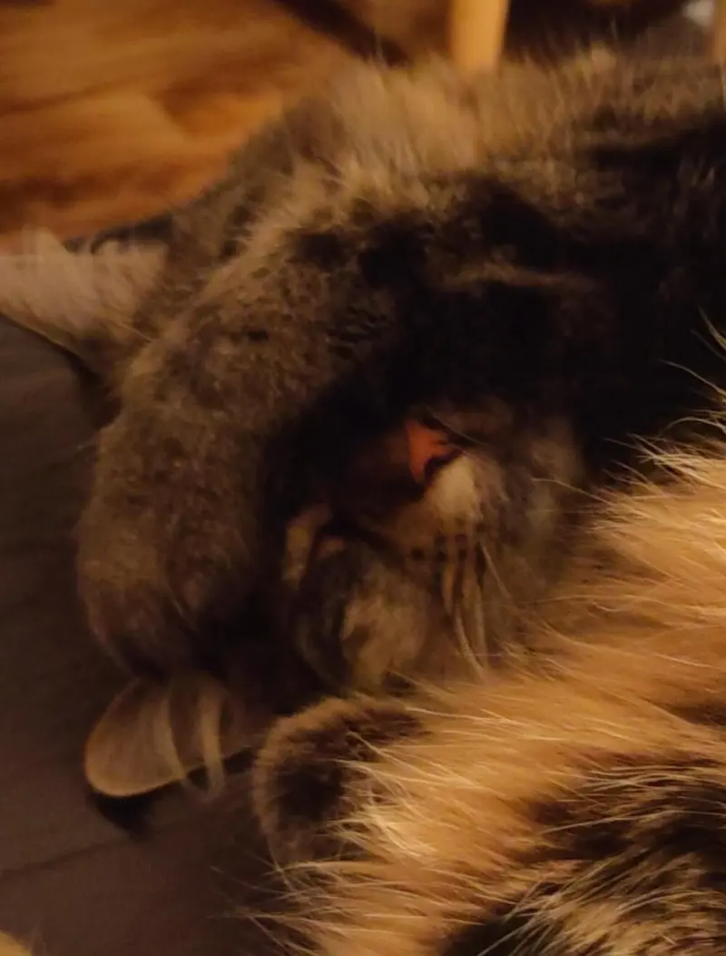 35 кошачьих носов, от которых таешь кошки, носы, подборка, фотографии, животные, милота