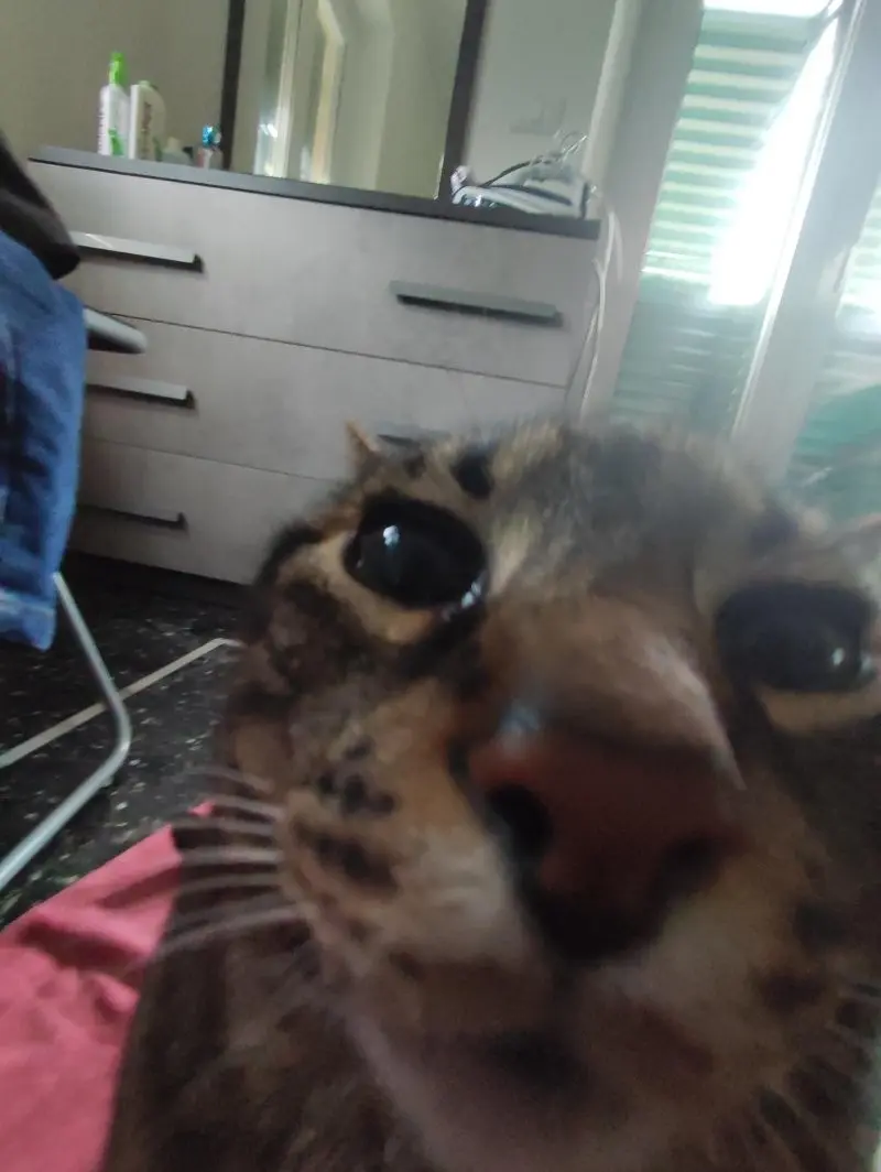 35 кошачьих носов, от которых таешь кошки, носы, подборка, фотографии, животные, милота