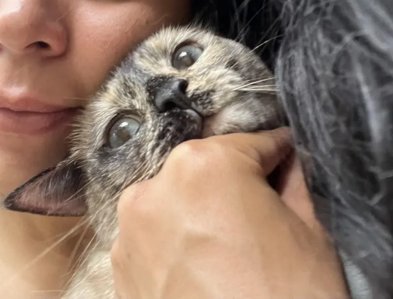 35 кошачьих носов, от которых таешь кошки, носы, подборка, фотографии, животные, милота