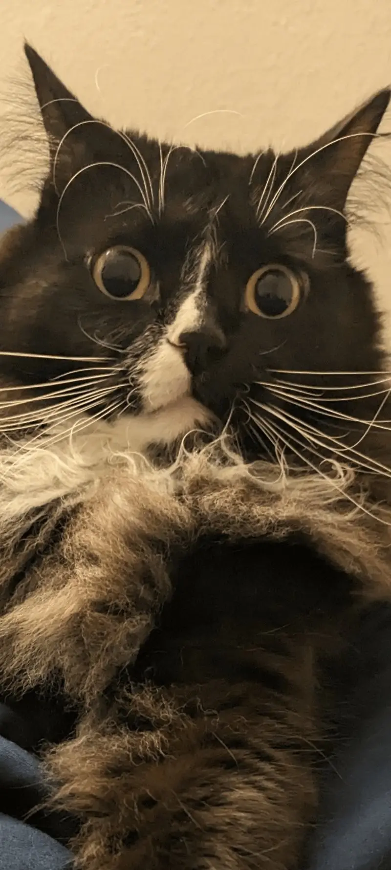 35 кошачьих носов, от которых таешь кошки, носы, подборка, фотографии, животные, милота