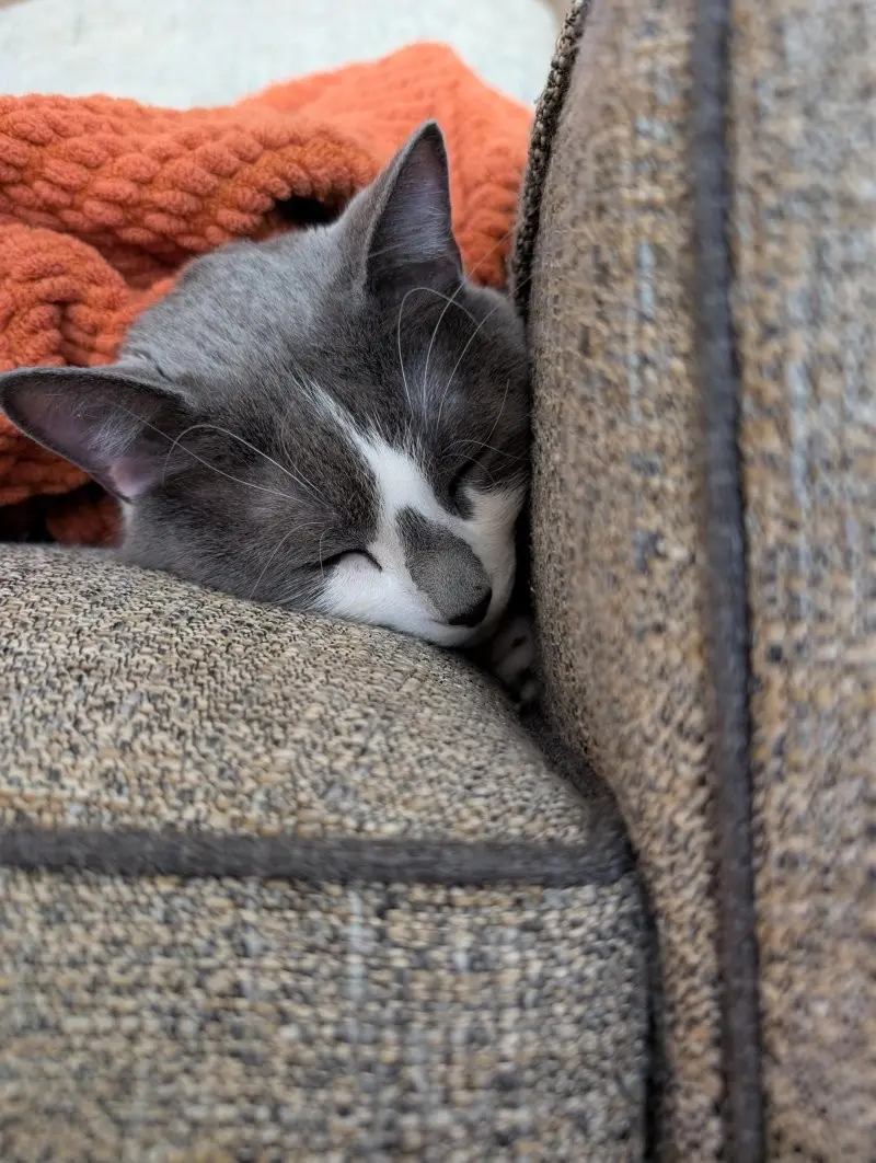 35 кошачьих носов, от которых таешь кошки, носы, подборка, фотографии, животные, милота