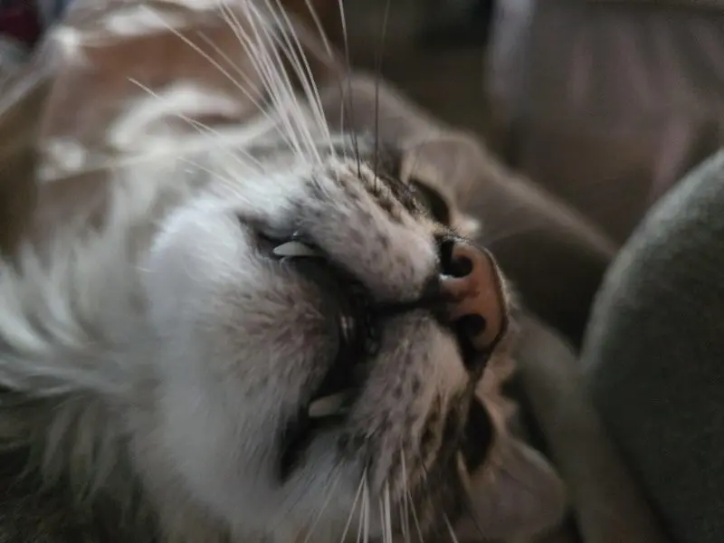 35 кошачьих носов, от которых таешь кошки, носы, подборка, фотографии, животные, милота