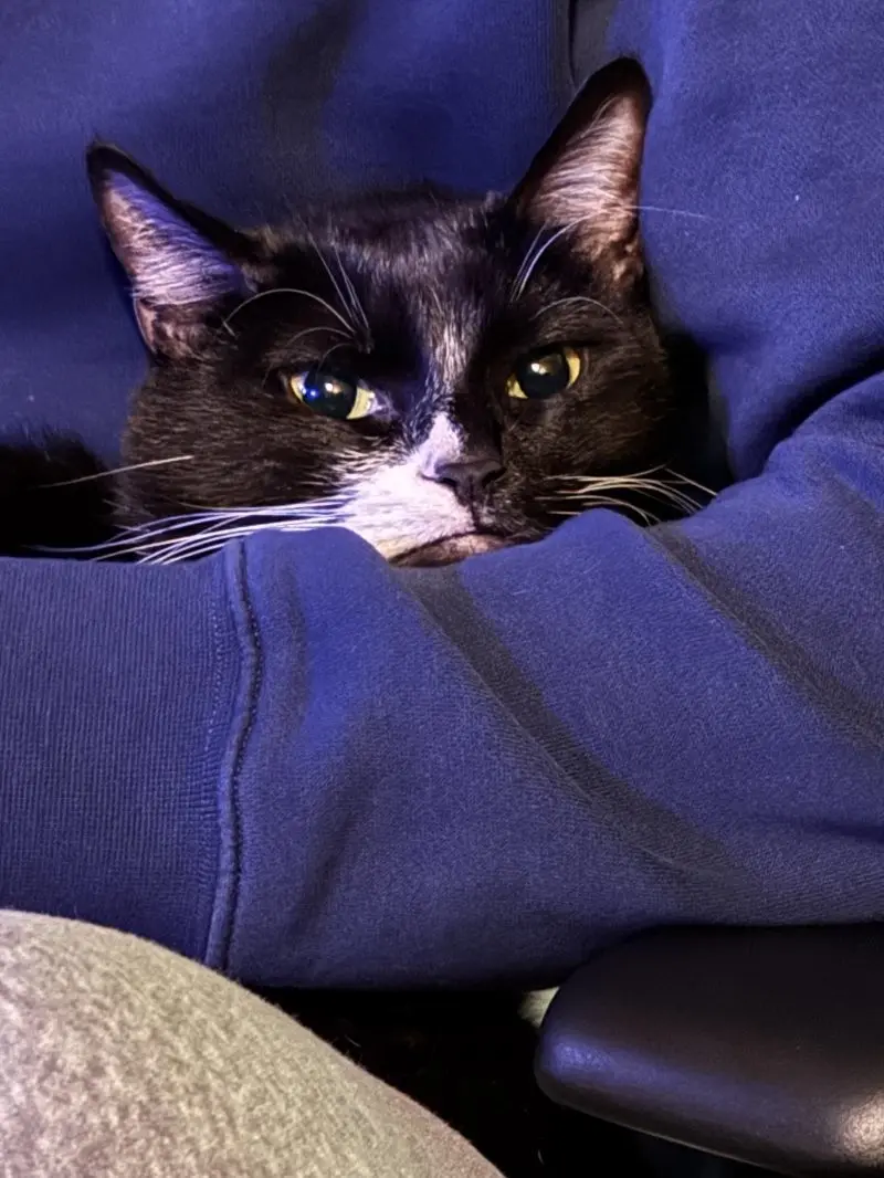 35 кошачьих носов, от которых таешь кошки, носы, подборка, фотографии, животные, милота