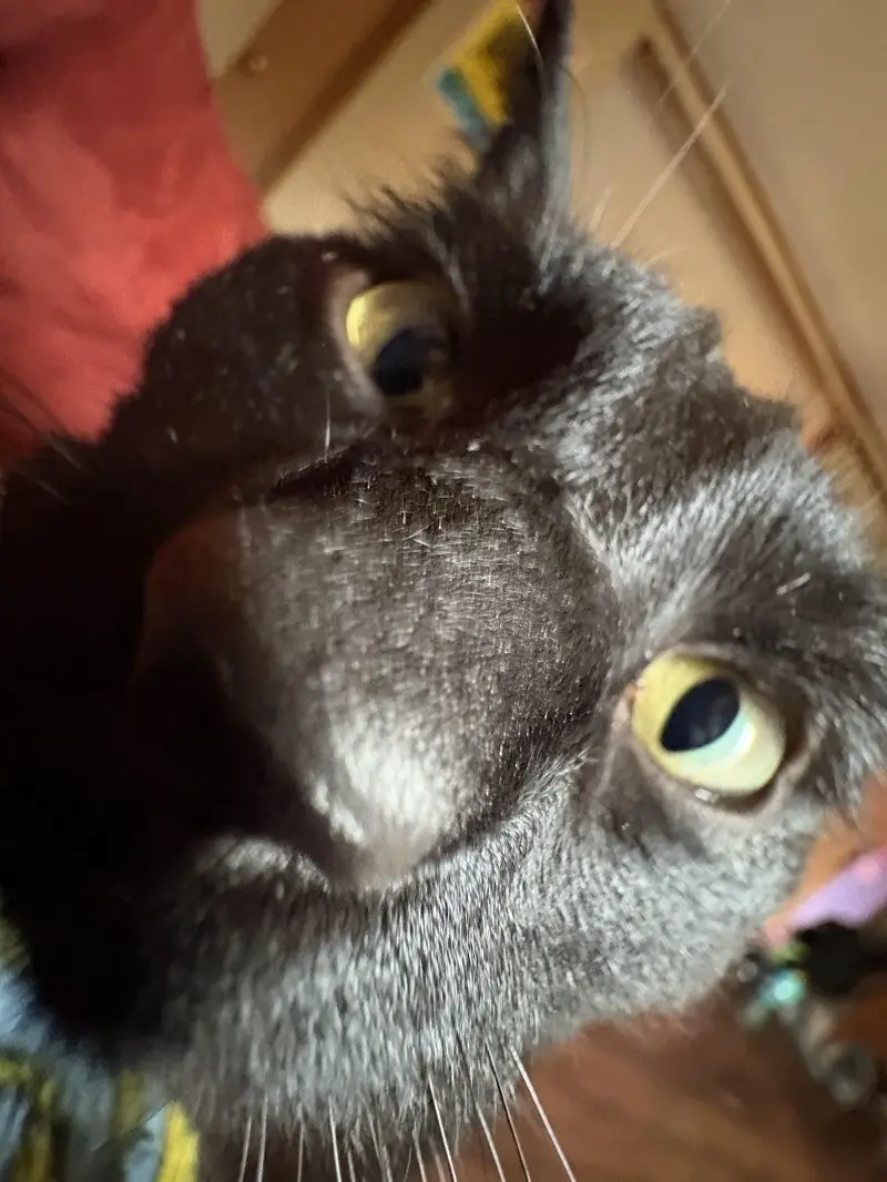 35 кошачьих носов, от которых таешь кошки, носы, подборка, фотографии, животные, милота