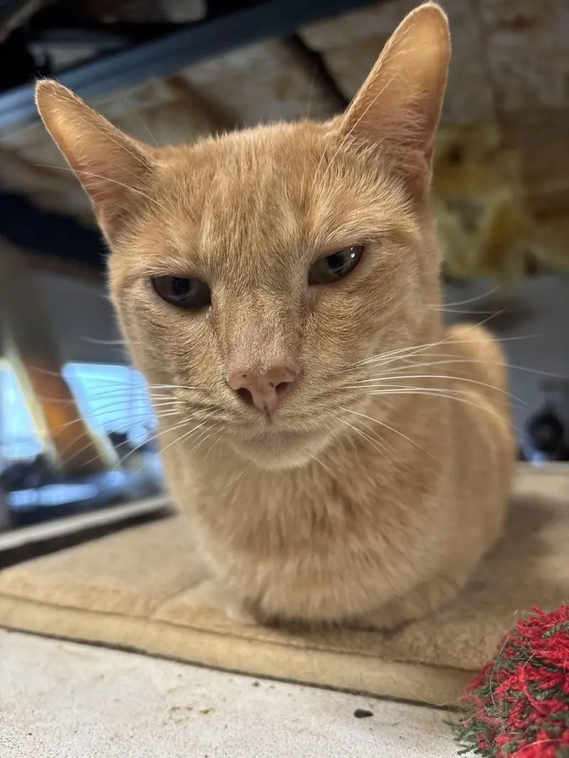 35 кошачьих носов, от которых таешь кошки, носы, подборка, фотографии, животные, милота