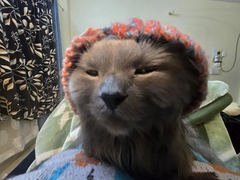 35 кошачьих носов, от которых таешь кошки, носы, подборка, фотографии, животные, милота