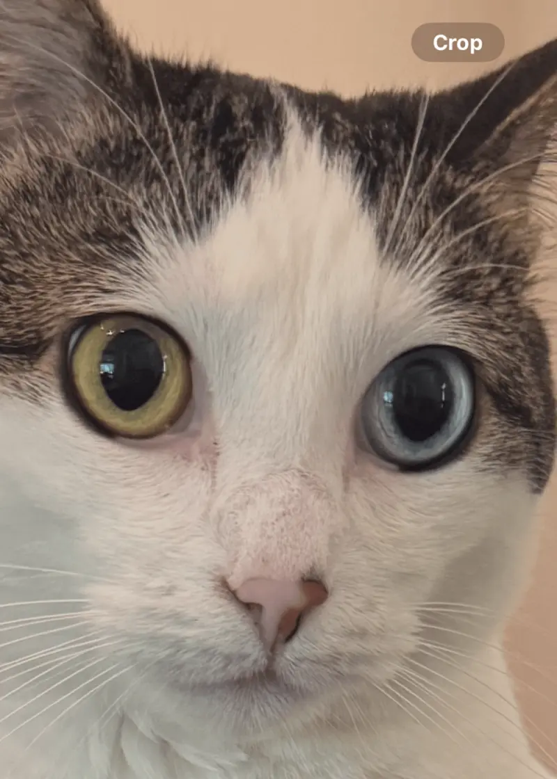 35 кошачьих носов, от которых таешь кошки, носы, подборка, фотографии, животные, милота