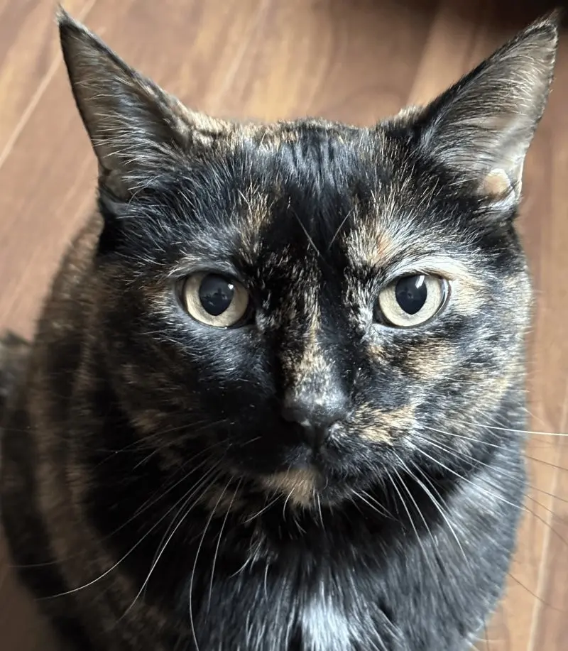 35 кошачьих носов, от которых таешь кошки, носы, подборка, фотографии, животные, милота