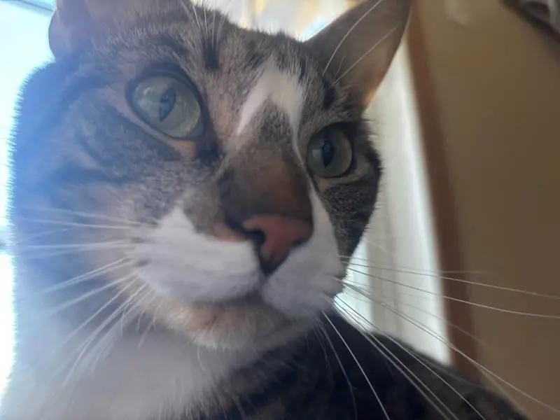 35 кошачьих носов, от которых таешь кошки, носы, подборка, фотографии, животные, милота