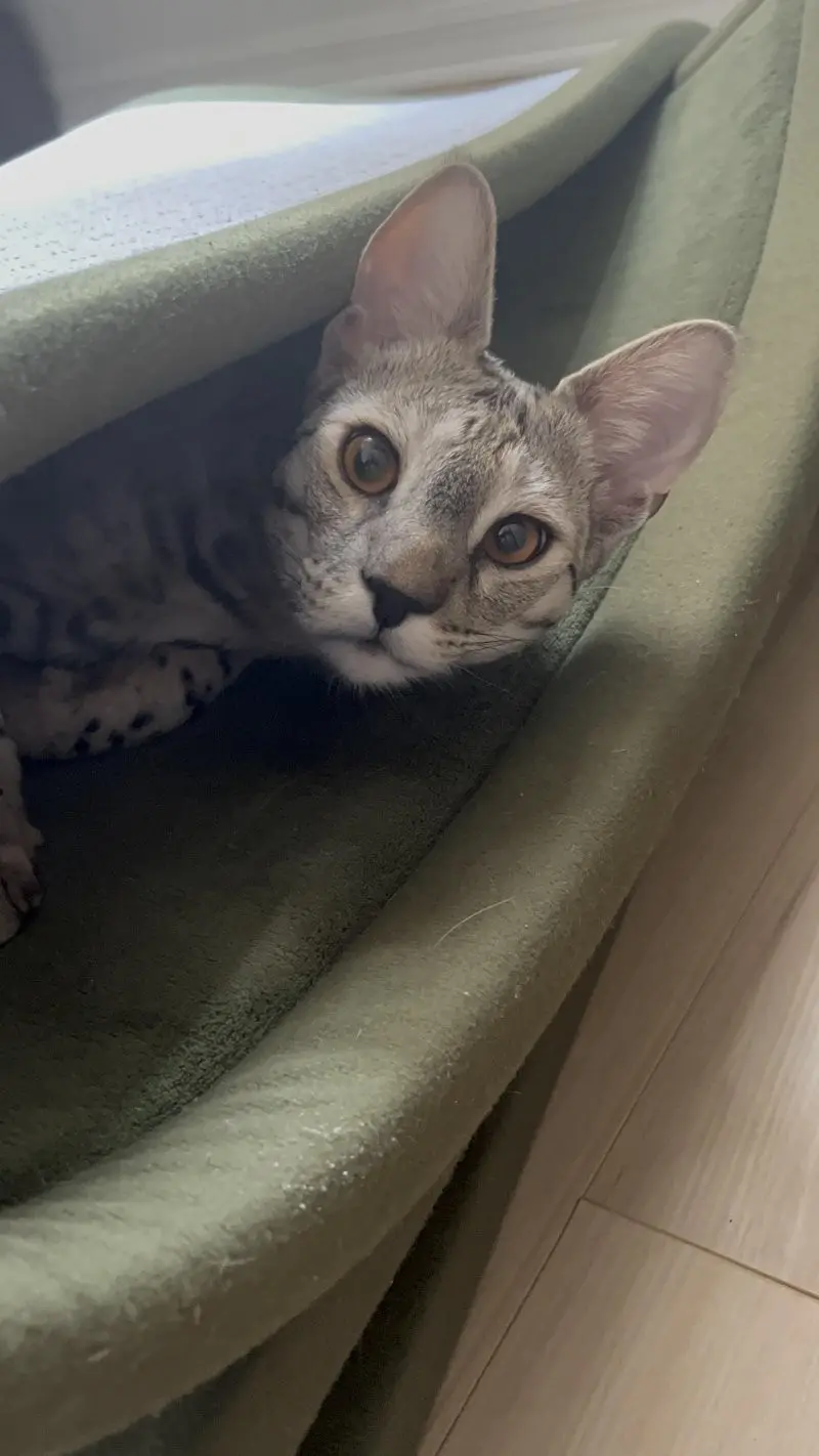 35 кошачьих носов, от которых таешь кошки, носы, подборка, фотографии, животные, милота