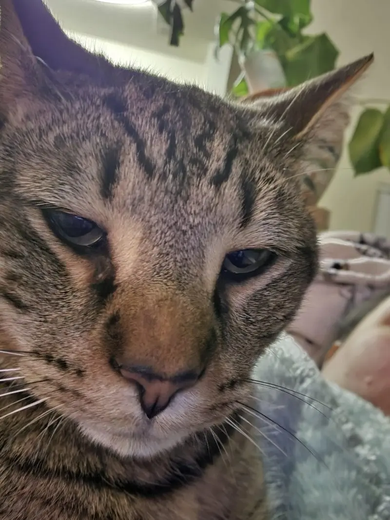 35 кошачьих носов, от которых таешь кошки, носы, подборка, фотографии, животные, милота