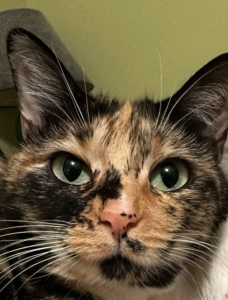 35 кошачьих носов, от которых таешь кошки, носы, подборка, фотографии, животные, милота