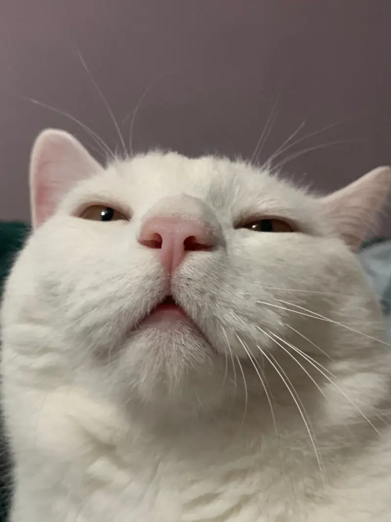 35 кошачьих носов, от которых таешь