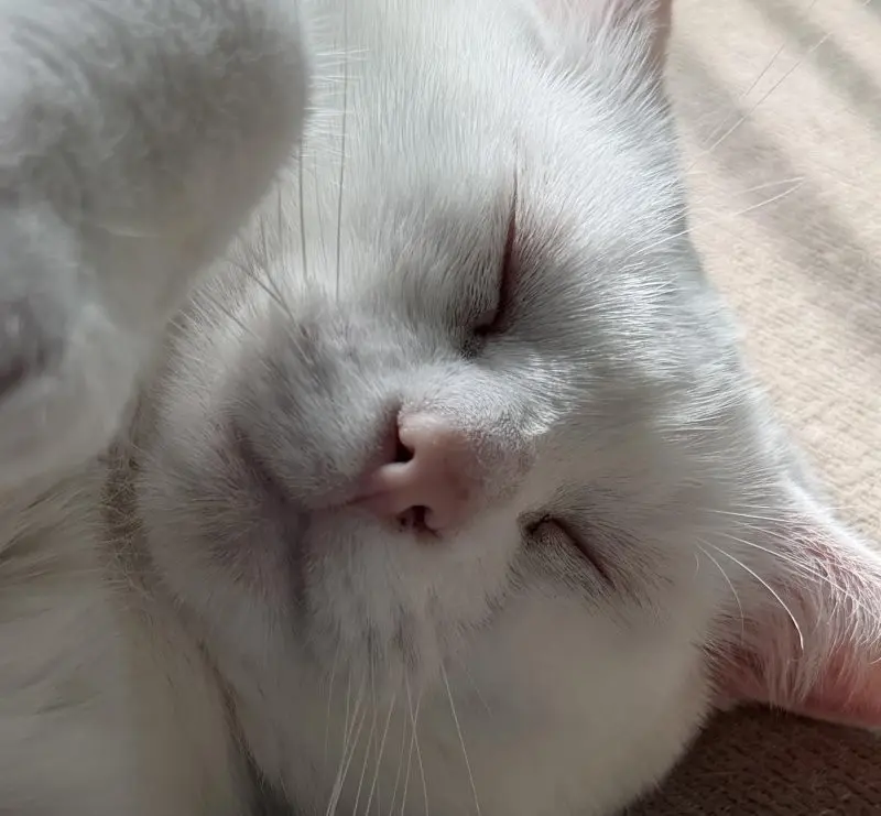 35 кошачьих носов, от которых таешь кошки, носы, подборка, фотографии, животные, милота