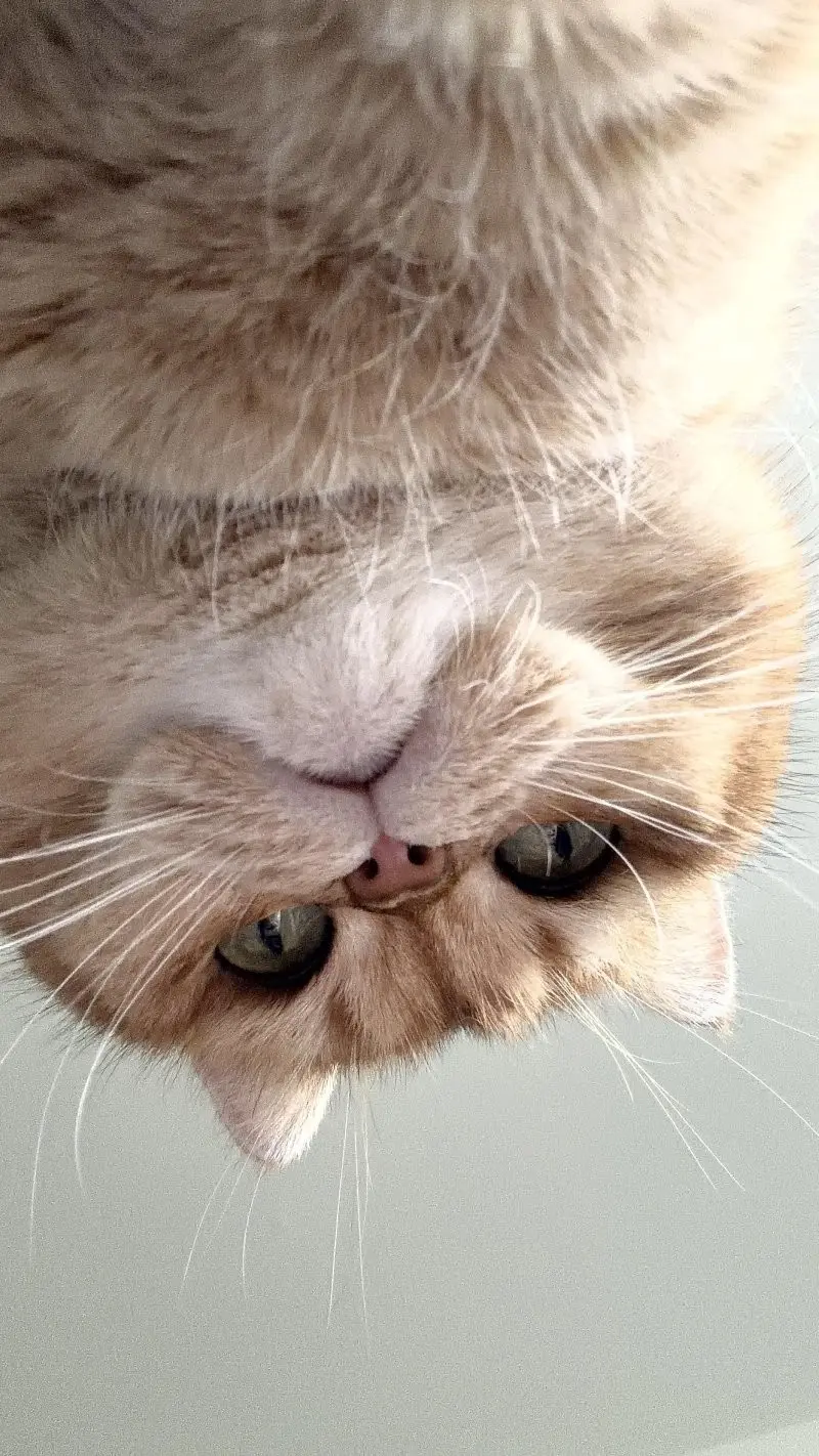 35 кошачьих носов, от которых таешь кошки, носы, подборка, фотографии, животные, милота