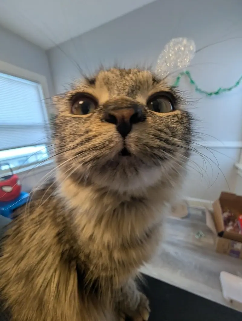 35 кошачьих носов, от которых таешь кошки, носы, подборка, фотографии, животные, милота