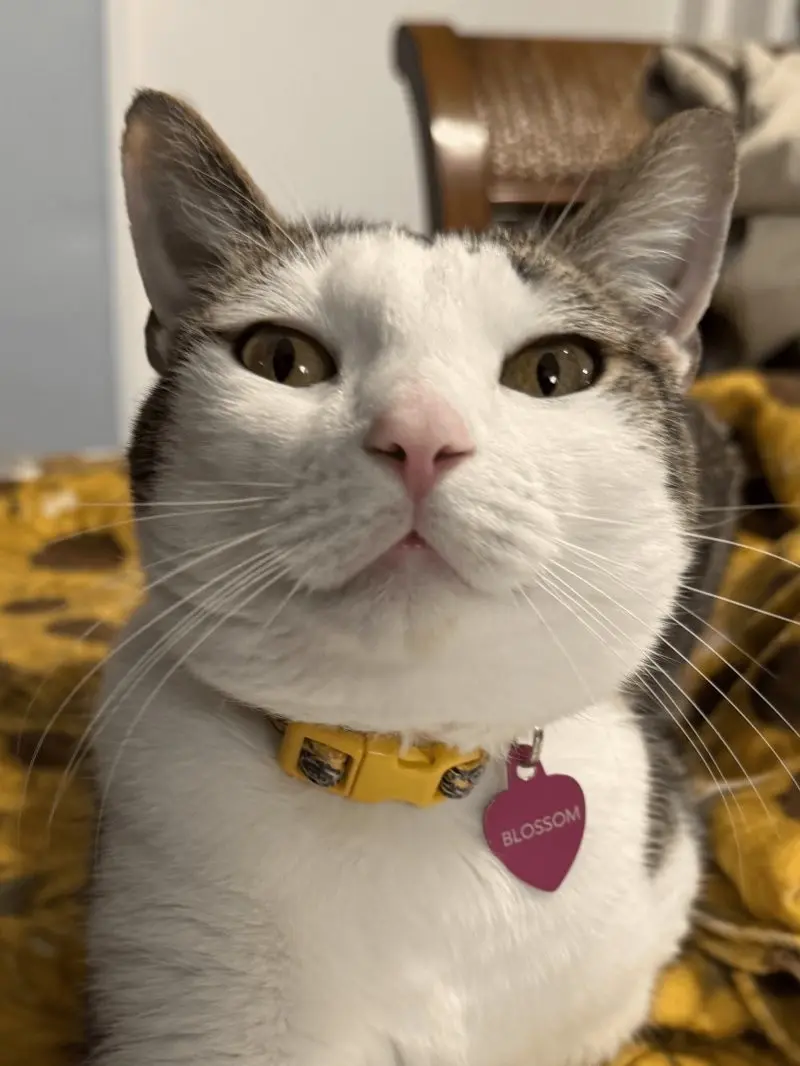 35 кошачьих носов, от которых таешь кошки, носы, подборка, фотографии, животные, милота