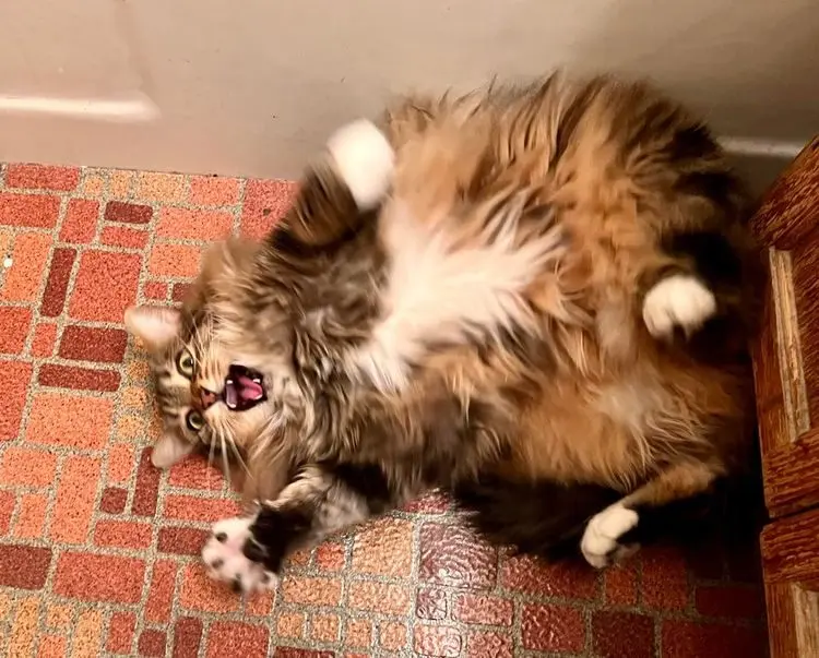 Нелепые позы и странные привычки: подборка котиков, которые покоряют интернет кошки, приколы, смешные фото, животные, интернет-мемы, забавные коты