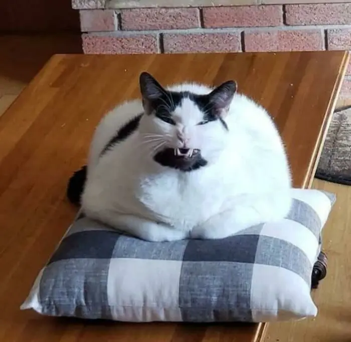 Нелепые позы и странные привычки: подборка котиков, которые покоряют интернет кошки, приколы, смешные фото, животные, интернет-мемы, забавные коты