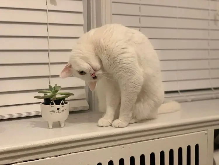 Нелепые позы и странные привычки: подборка котиков, которые покоряют интернет кошки, приколы, смешные фото, животные, интернет-мемы, забавные коты