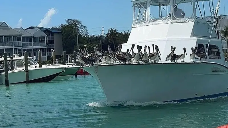 Наглые пеликаны устроили себе халявный круиз на лодке во Флориде пеликаны, круиз, лодка, флорида, животные, видео, прикол