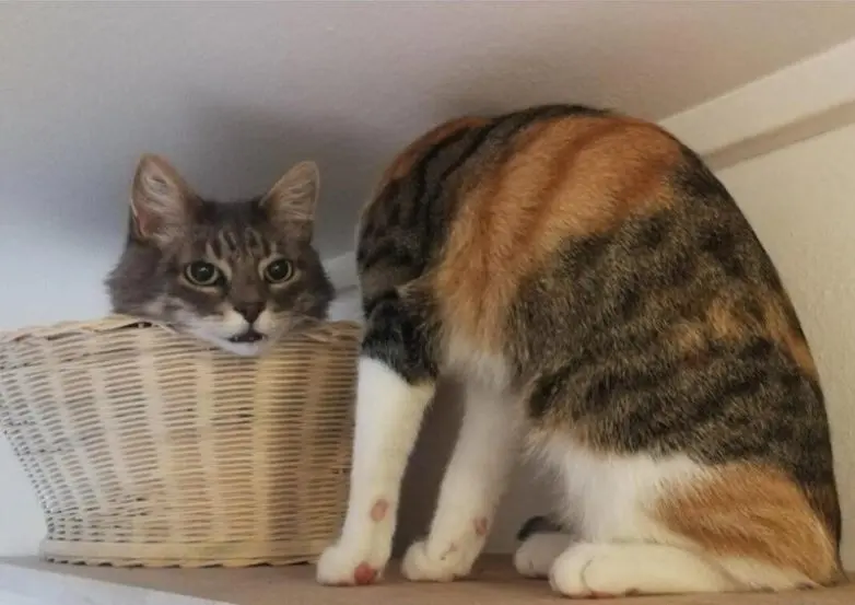 22 снимка, где реальность поспорила с перспективой оптические иллюзии, обман зрения, приколы, фото, ракурс, перспектива