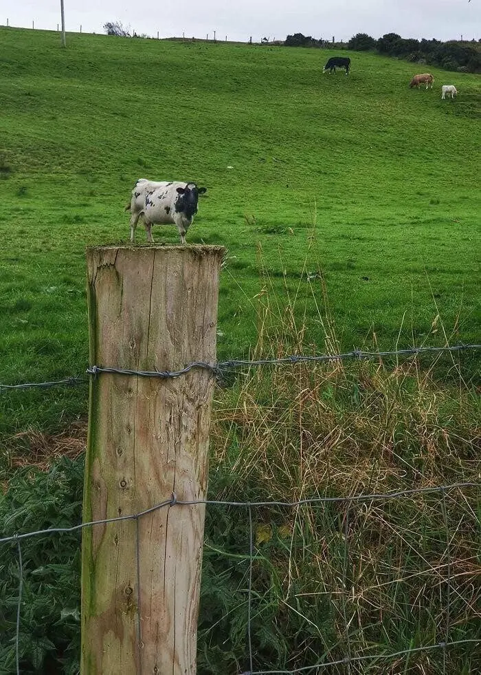 22 снимка, где реальность поспорила с перспективой