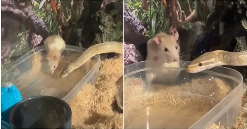 «Она — не еда»: питон отказался есть крысу и подружился с ней