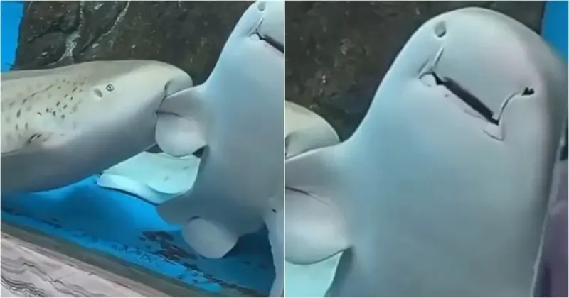 «Проявила внимание»: акула укусила подругу за плавник в океанариуме (видео)