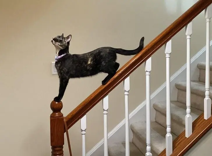 Коты создали свою физику: 20 фото, доказывающих, что они вне законов гравитации коты, кошки, физика, гравитация, приколы, подборка, животные, смешное, удивительное