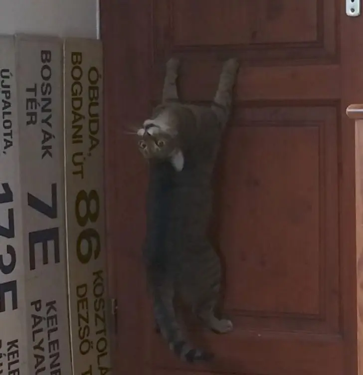 Коты создали свою физику: 20 фото, доказывающих, что они вне законов гравитации коты, кошки, физика, гравитация, приколы, подборка, животные, смешное, удивительное